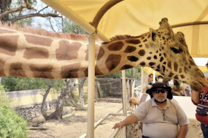 Safari Reino Animal